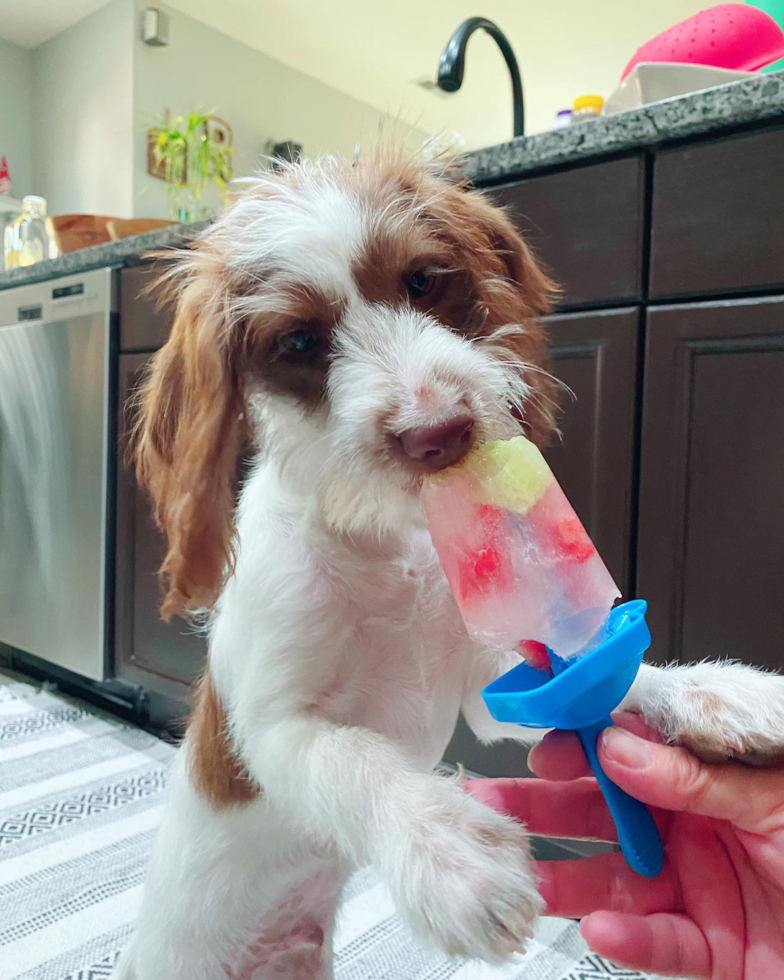 Mini Labradoodle Being Cute