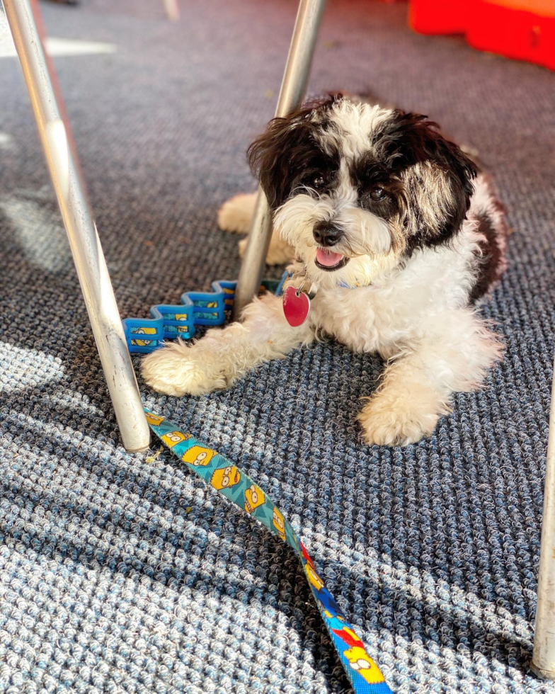 Playful Havanese Pup