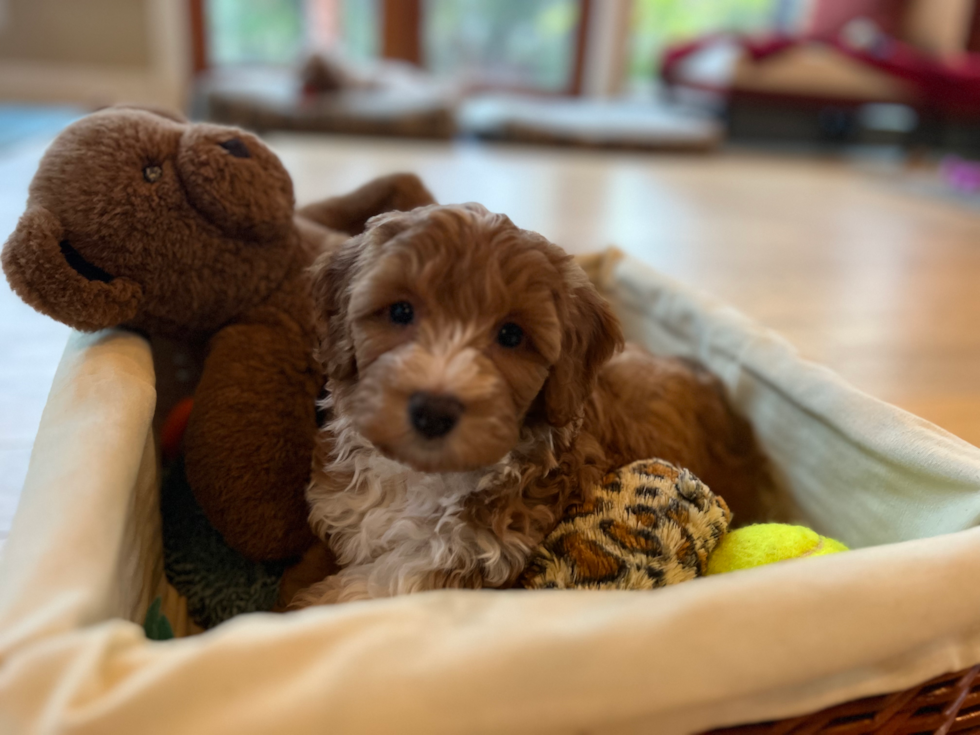 Mini Aussiedoodle Being Cute