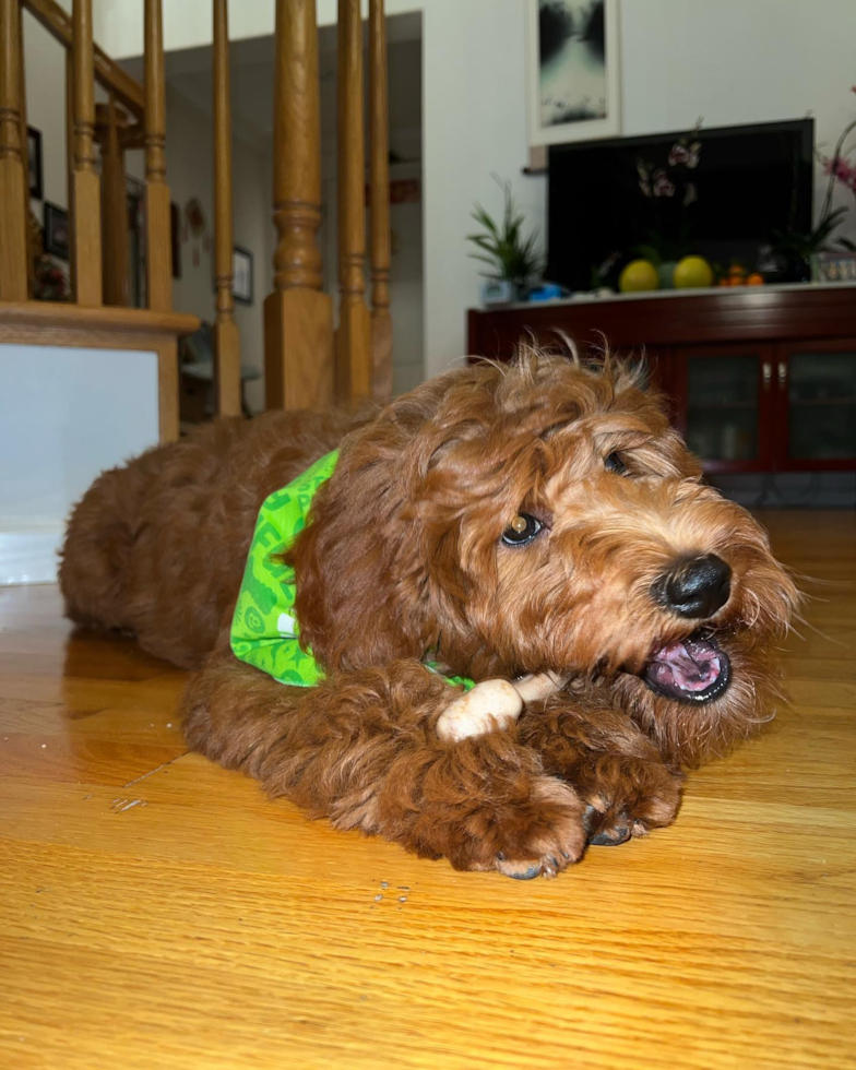 South San Francisco Mini Goldendoodle Pup