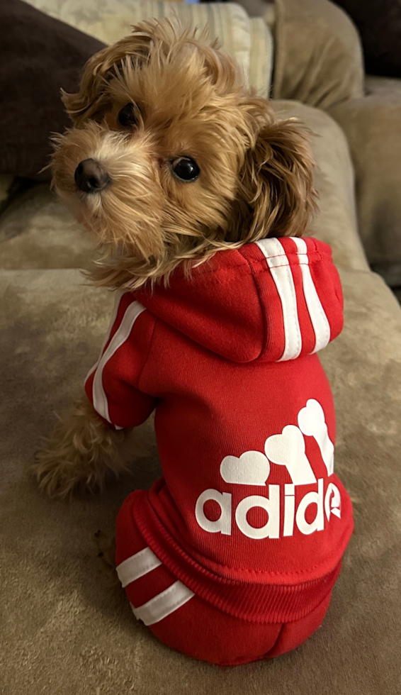 Maltipoo Being Cute