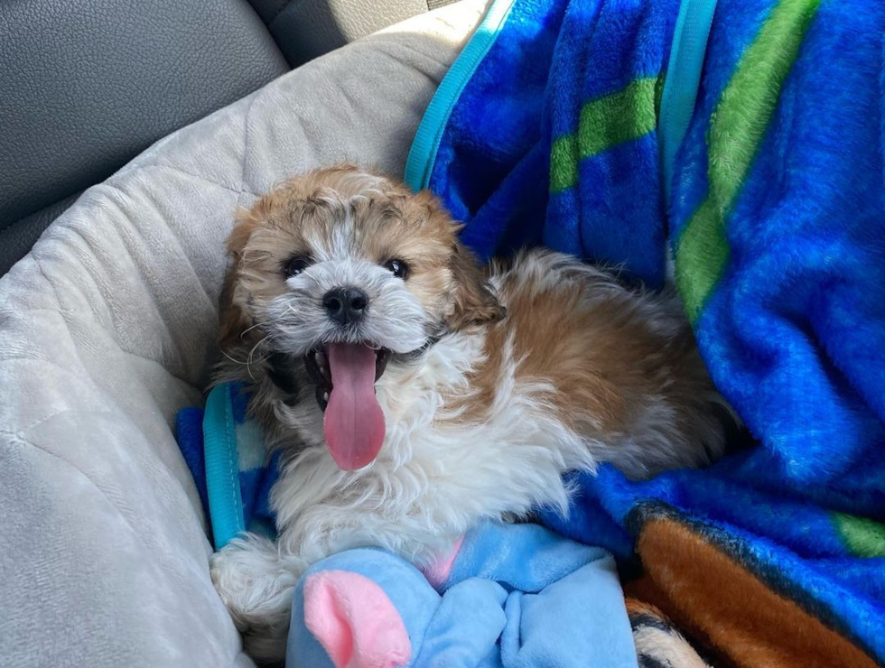 Havanese Being Cute