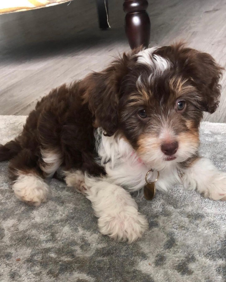 Mini Aussiedoodle Being Cute