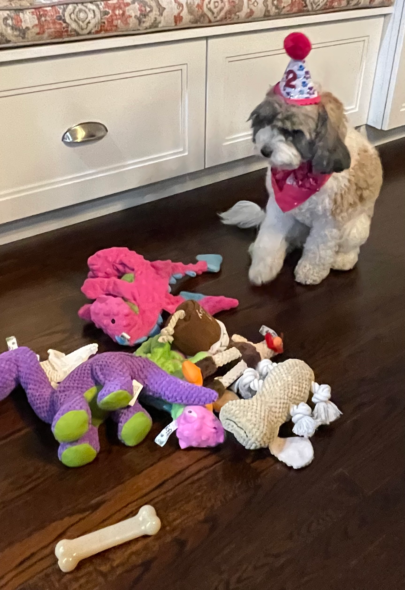 Cavapoo Puppy for Adoption