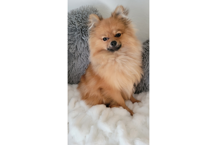 Pomeranian Puppy for Adoption