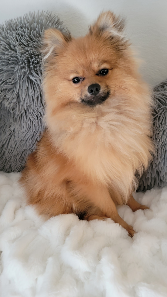 Smart Pomeranian Purebred Pup