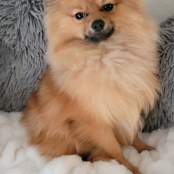 Smart Pomeranian Purebred Pup