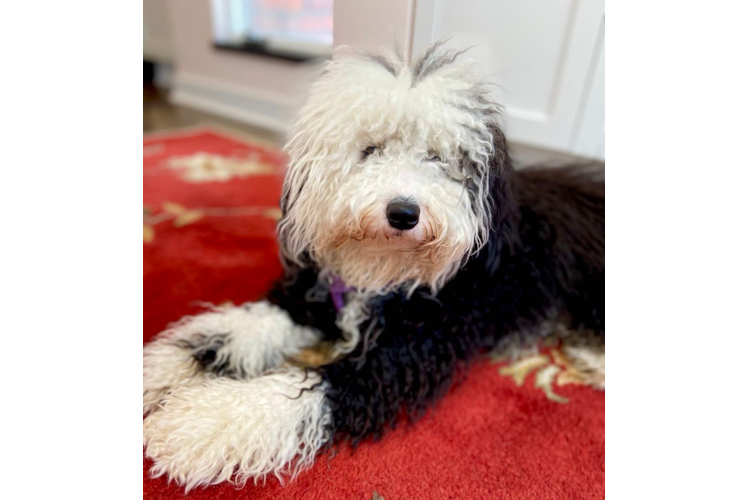 Mini Sheepadoodle Pup Being Cute