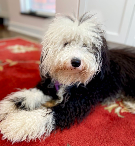 Cute Mini Sheepadoodle Pup in Pittsburgh PA