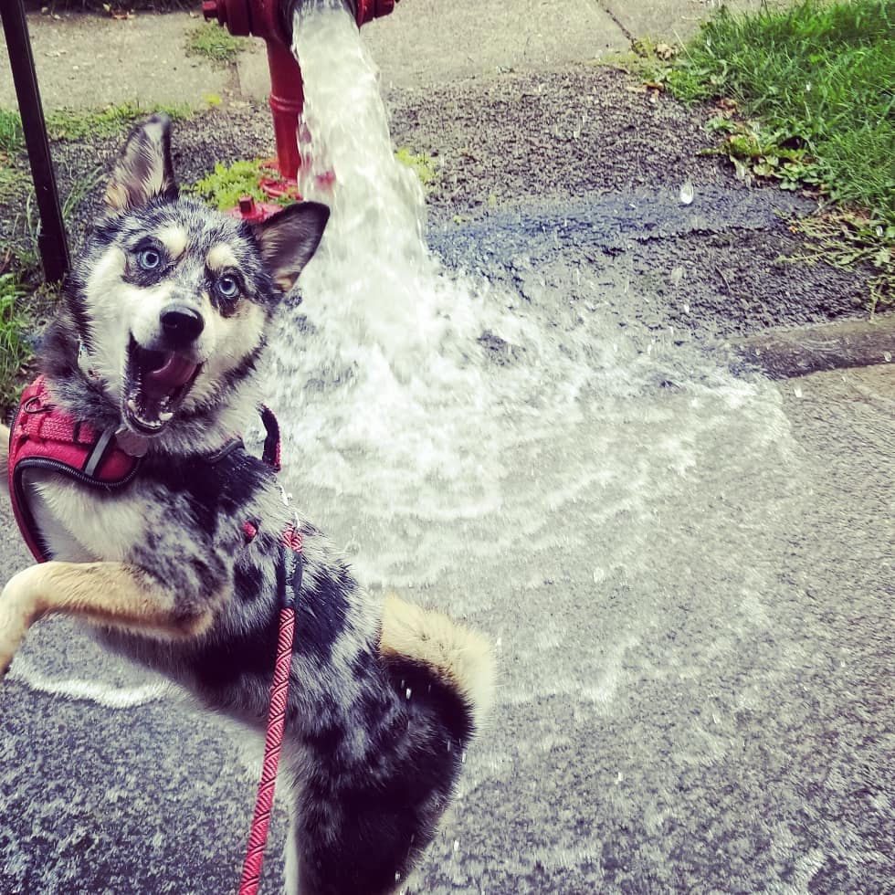 Pomsky Being Cute