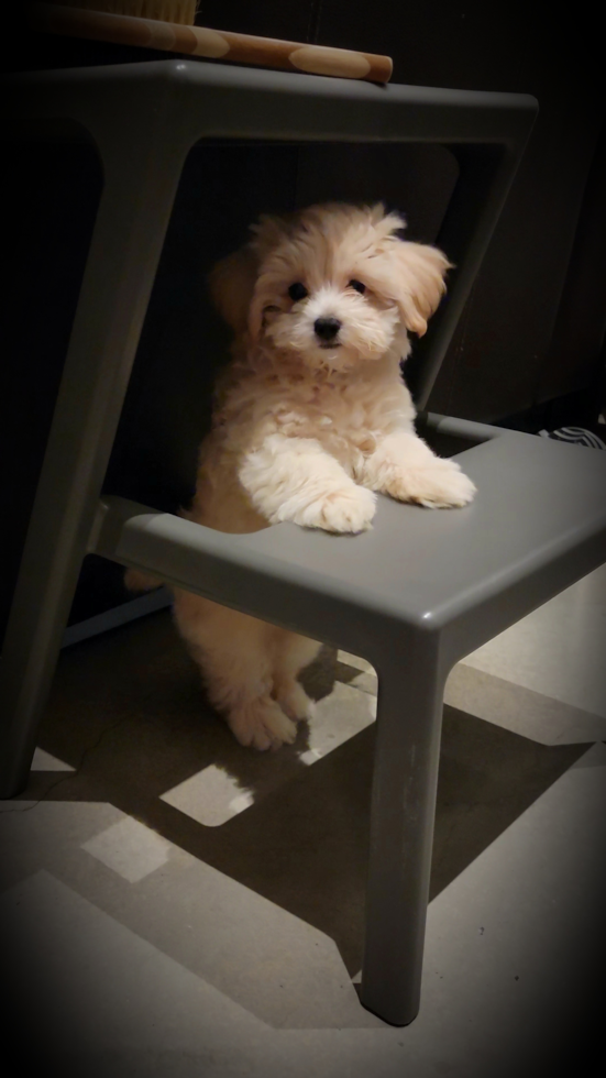 Maltipoo Being Cute