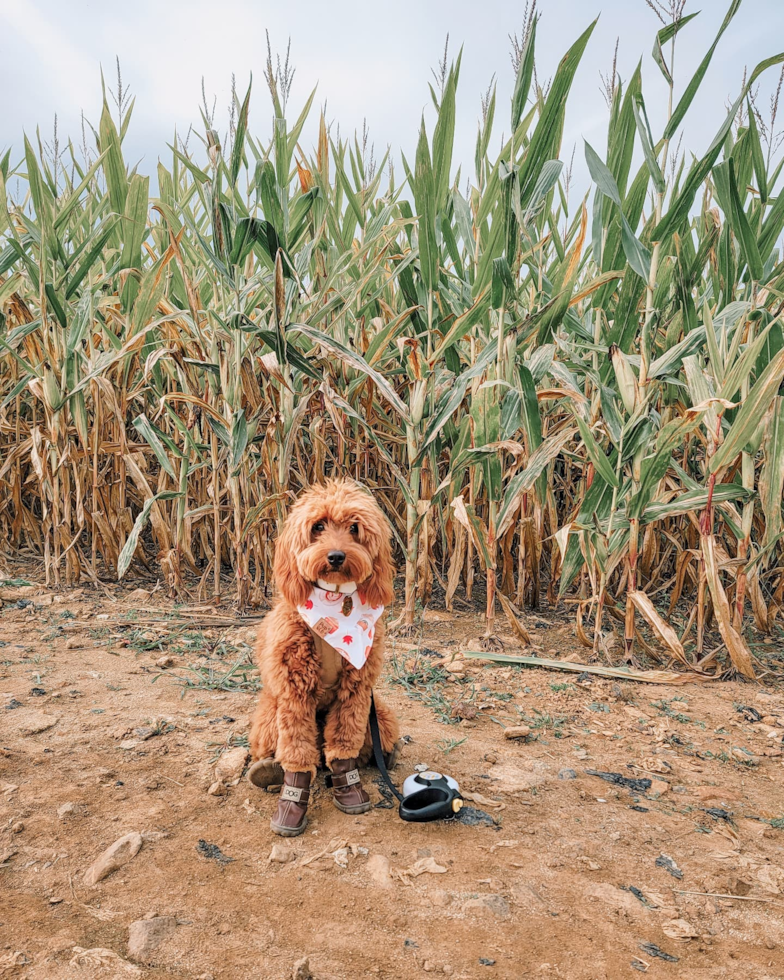 Hopatcong Mini Goldendoodle Pup