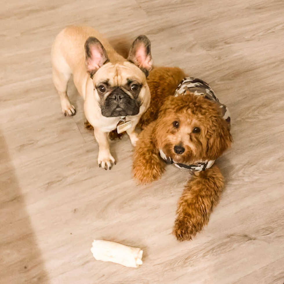 Cavapoo Being Cute