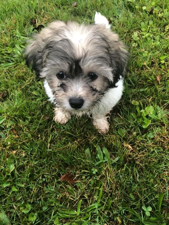 Hypoallergenic Shi Chon Designer Puppy