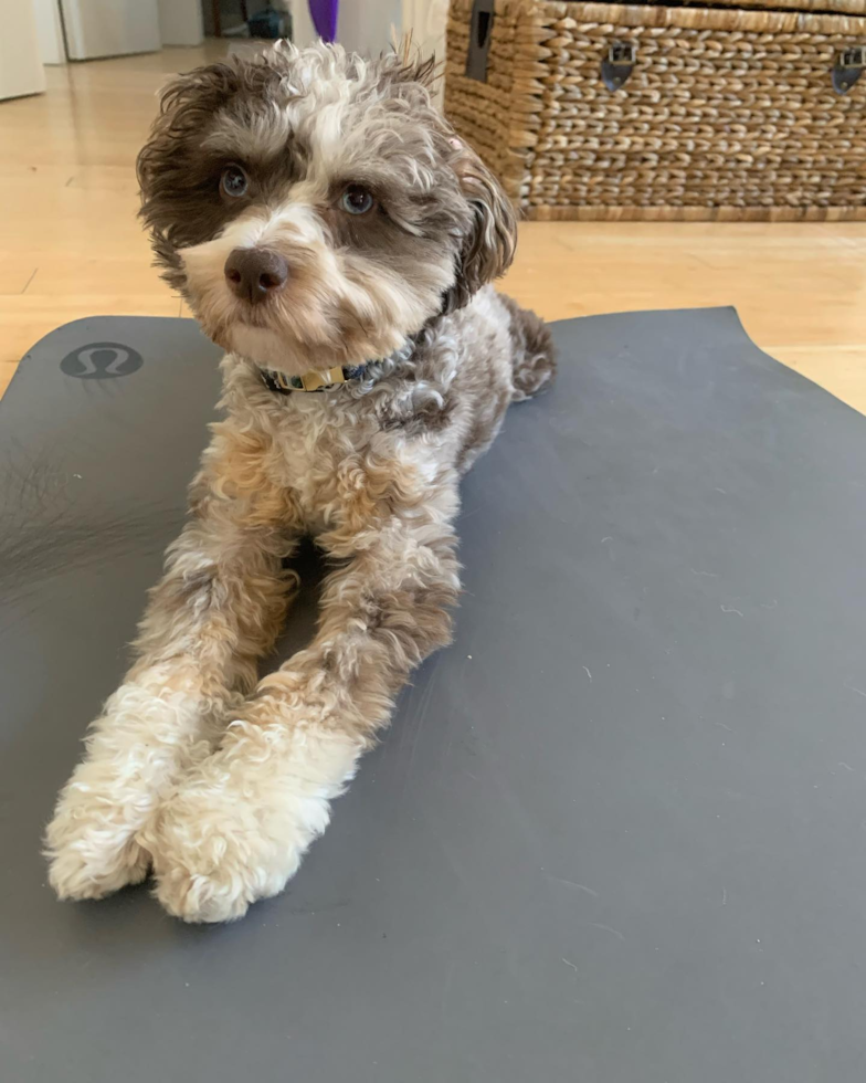 Mini Aussiedoodle Being Cute