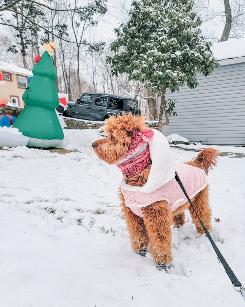 Friendly Mini Goldendoodle Pup