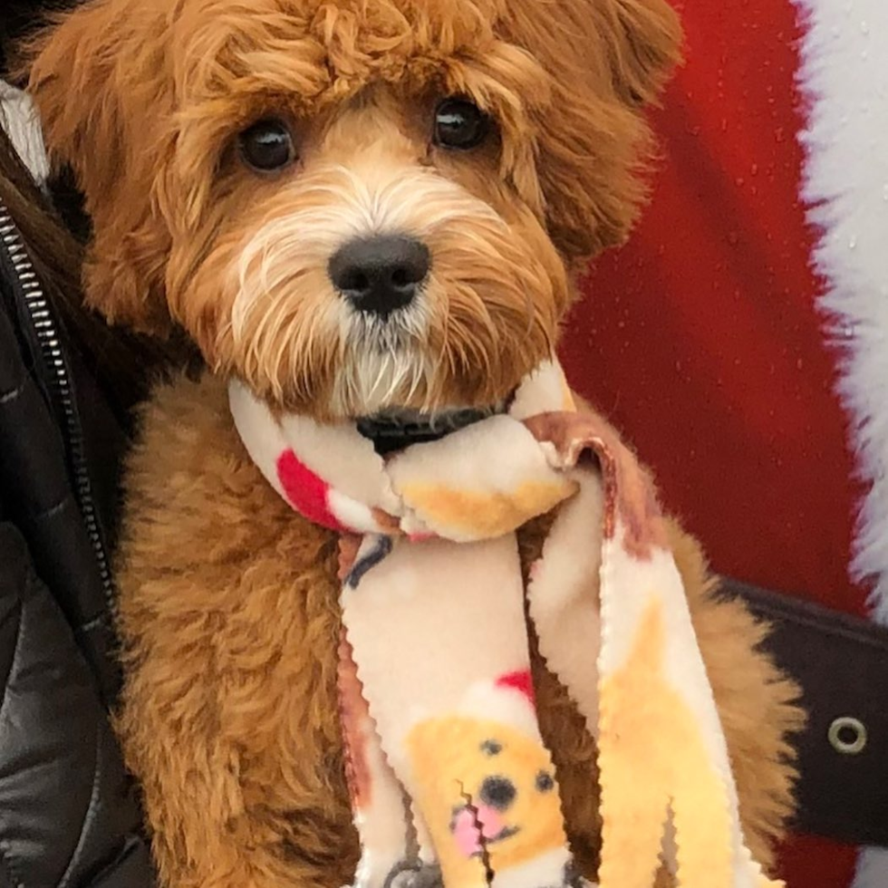 Small Cavapoo Pup in Seattle WA