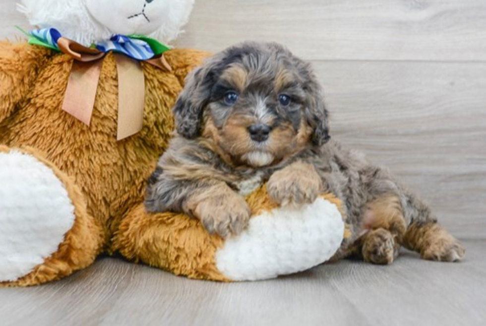 Mini Bernedoodle Pup