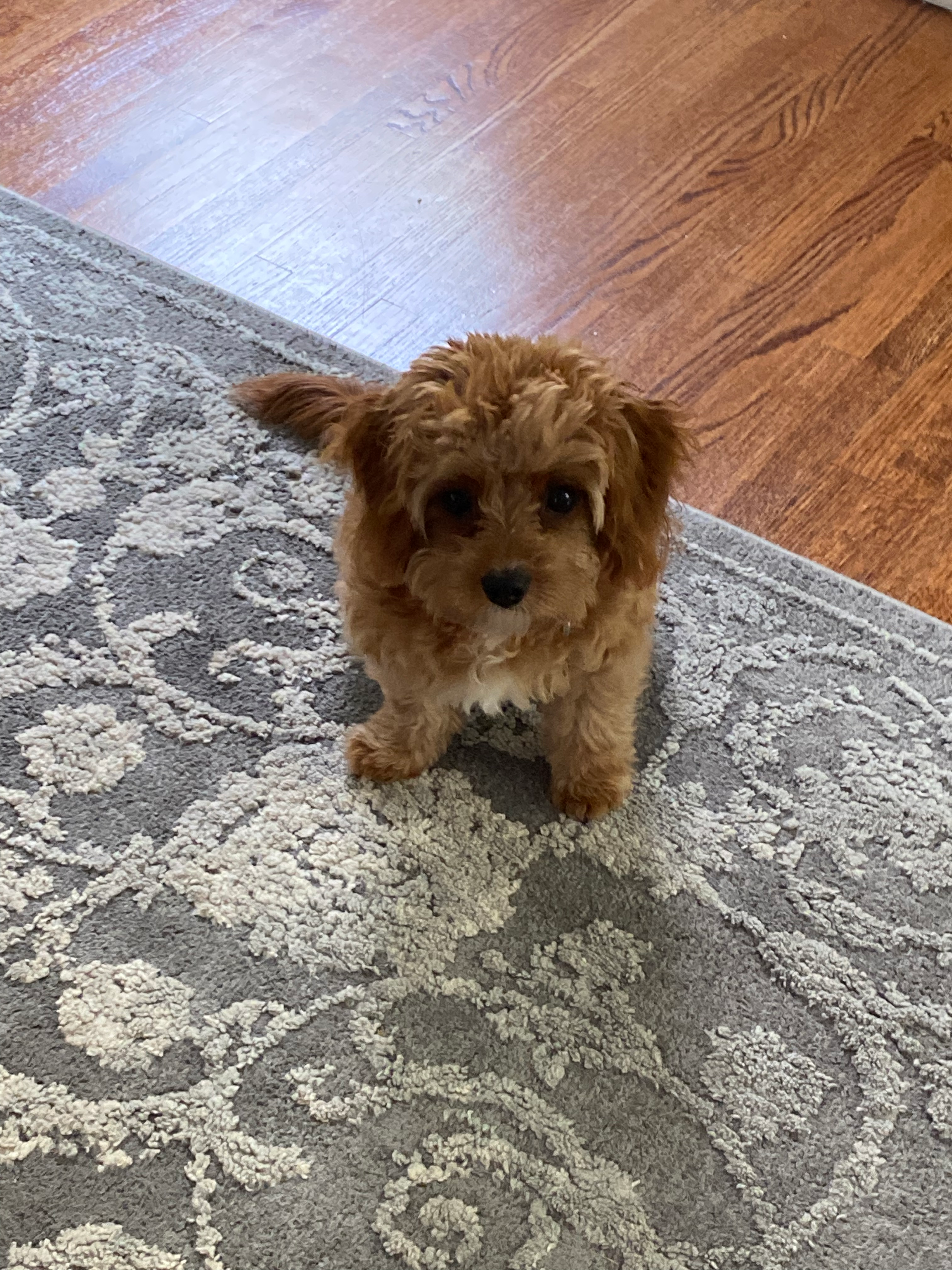 Playful Cavoodle Poodle Mix Puppy