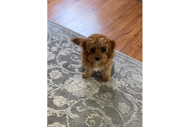 Playful Cavoodle Poodle Mix Puppy