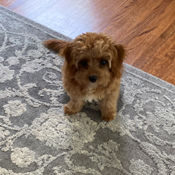 Hypoallergenic Cavoodle Poodle Mix Pup