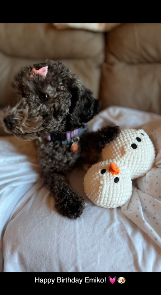 Playful Cavoodle Poodle Mix Pup