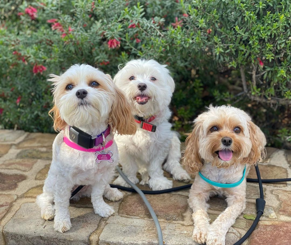 Smart Cavachon Designer Pup