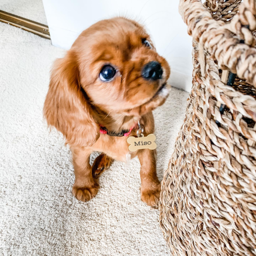 Smart Cavalier King Charles Spaniel Pup in Fort Lee NJ