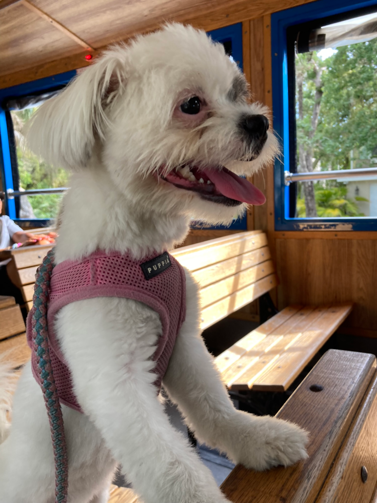 Cute Shih Pom Pup