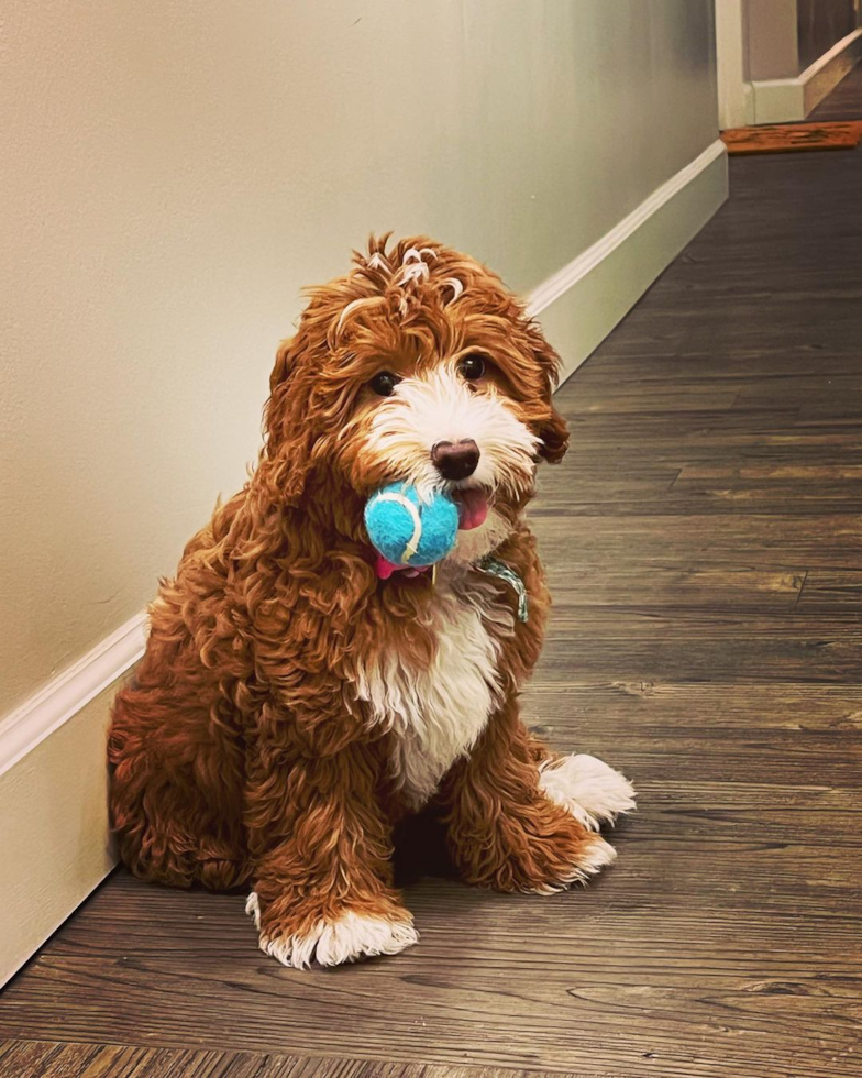 Cute Mini Goldendoodle Pup in Los Angeles CA