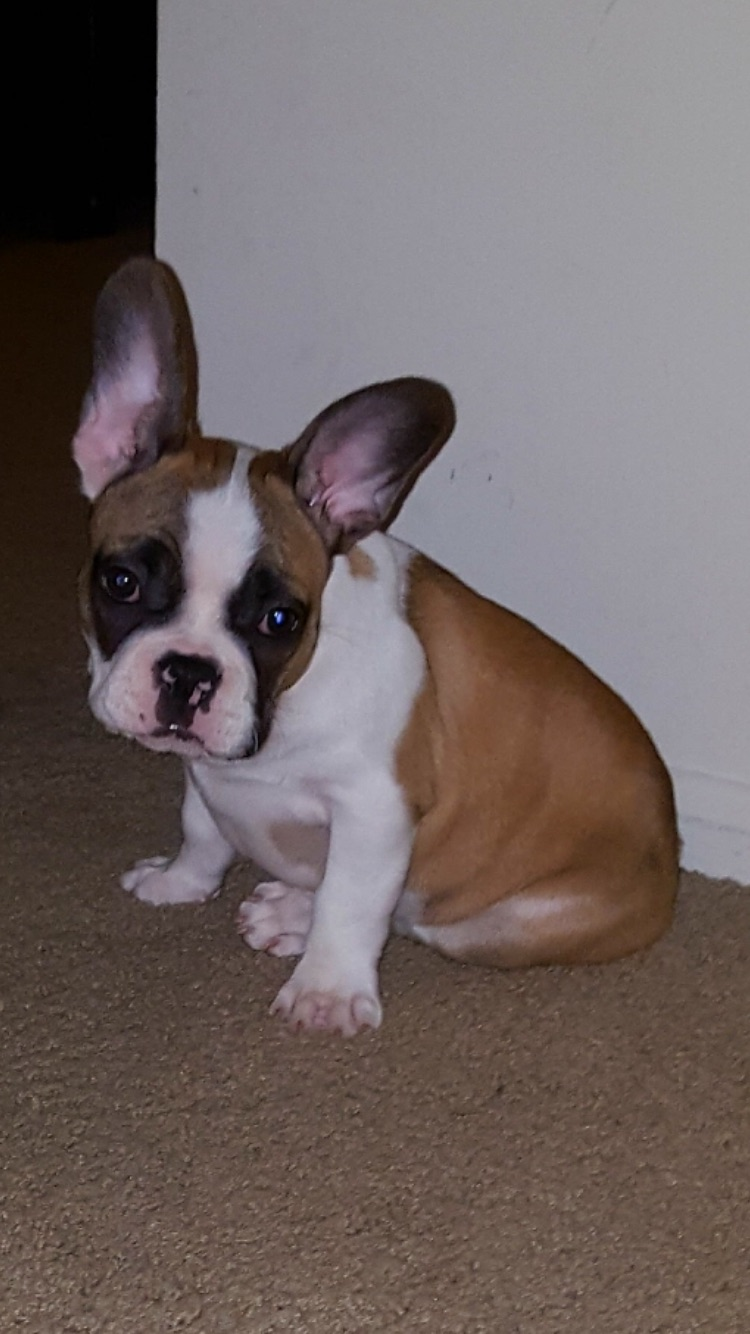 Best French Bulldog Baby