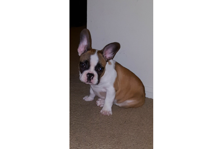 Best French Bulldog Baby