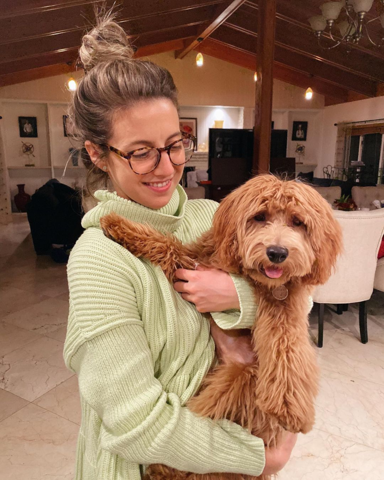 Miami Beach Mini Goldendoodle Pup