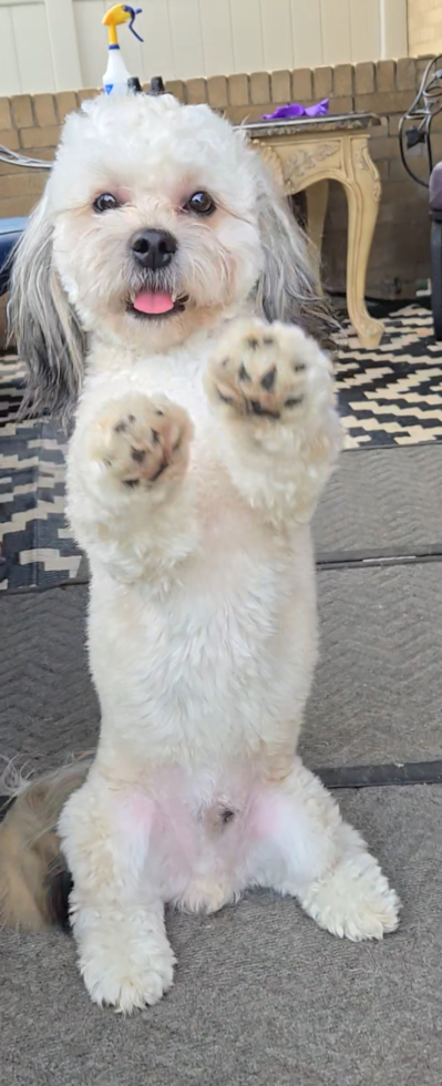 Teddy Bear Pup