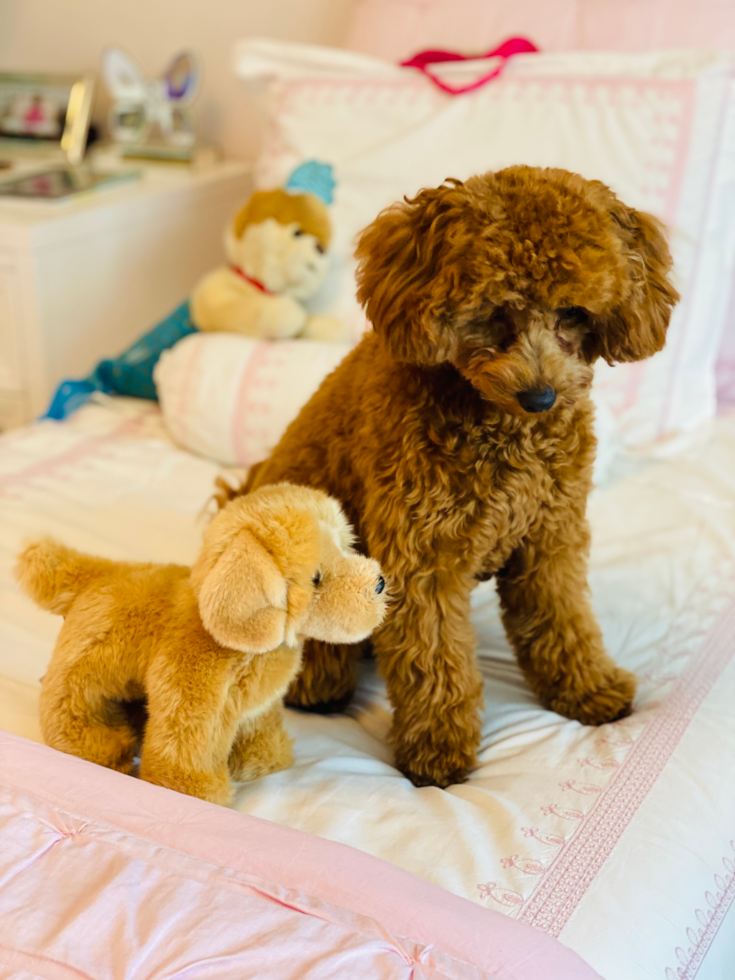 Friendly Mini Goldendoodle Pup in