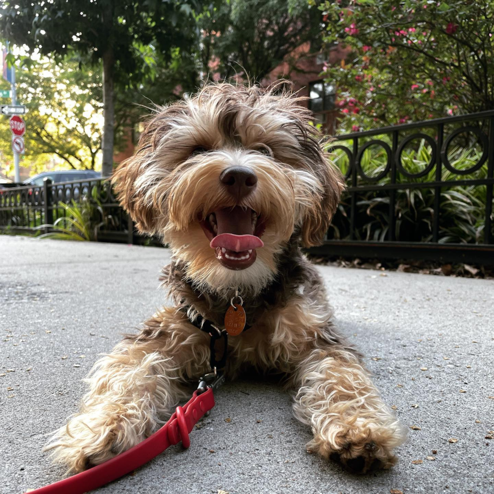 Playful Yorkie Doodle Poodle Mix Pup