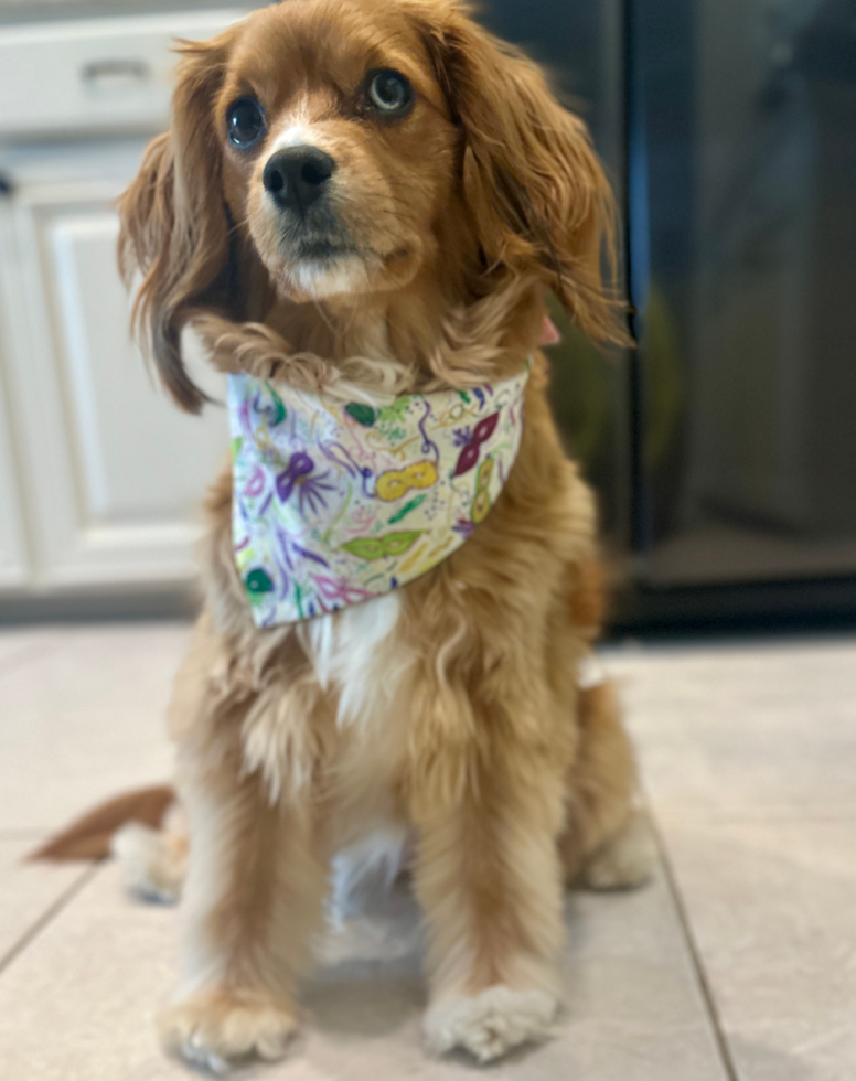 Cute Cavapoo Pup