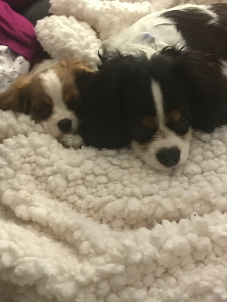 Playful Cavalier King Charles Spaniel Purebred Pup