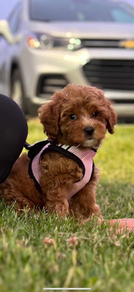 Happy Cavapoo Pup