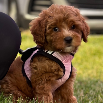 Happy Cavapoo Pup