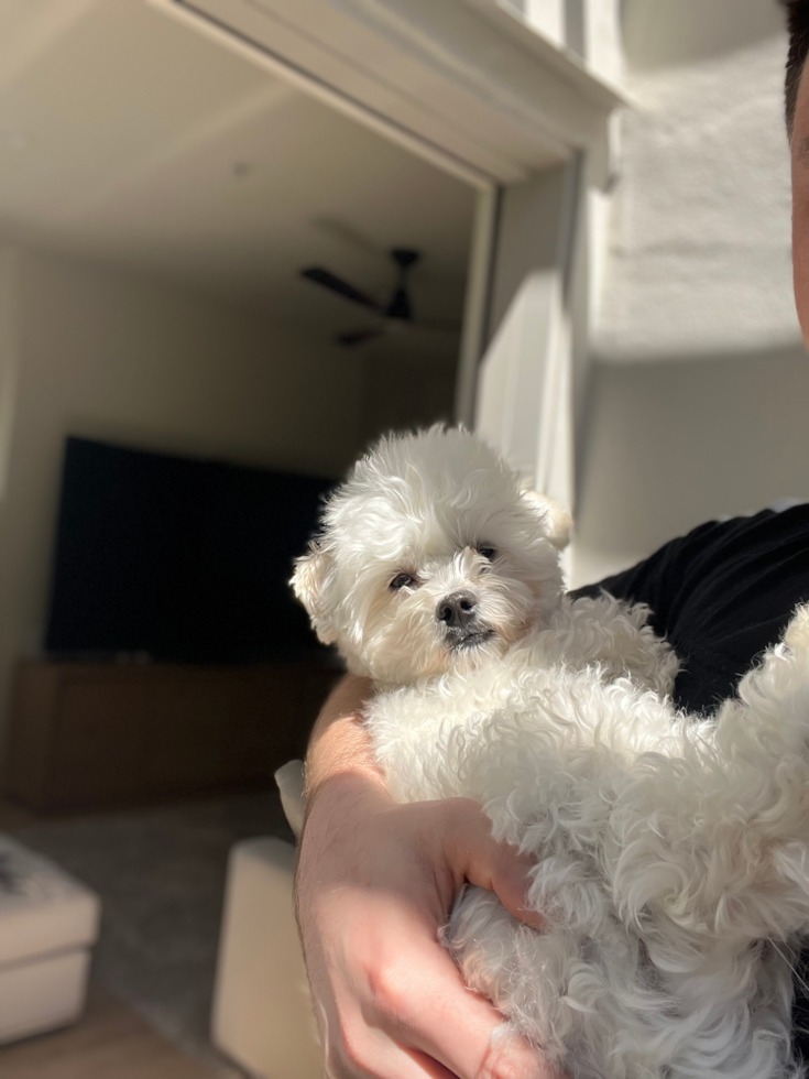 Happy Maltipoo Pup