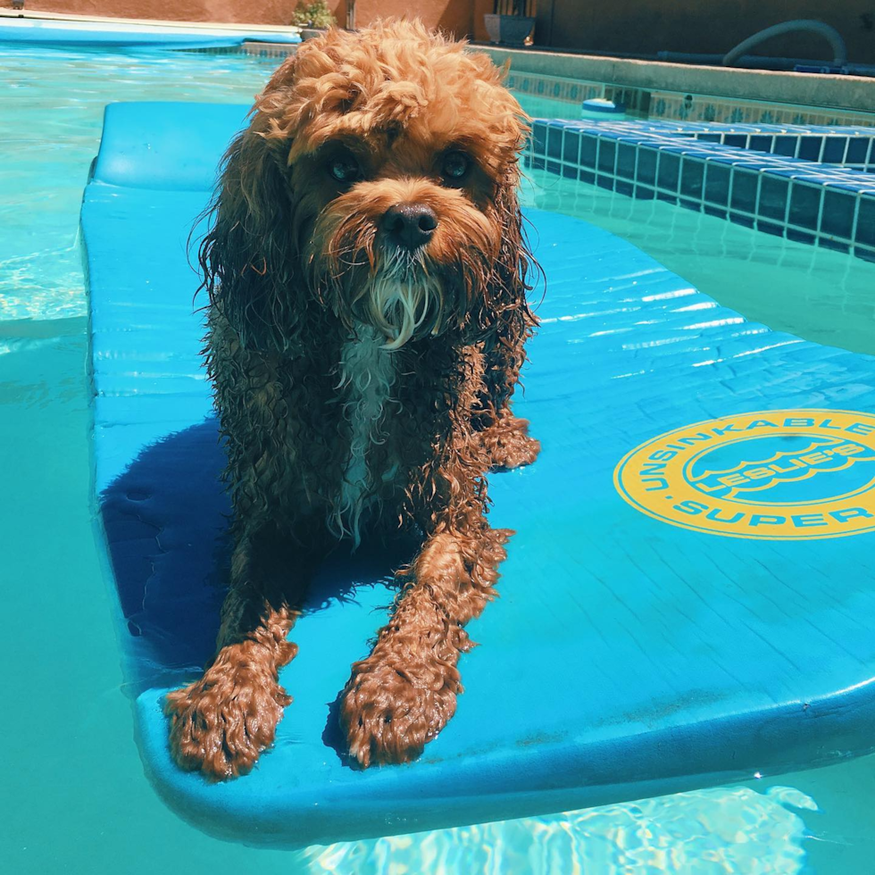 Cavapoo Being Cute