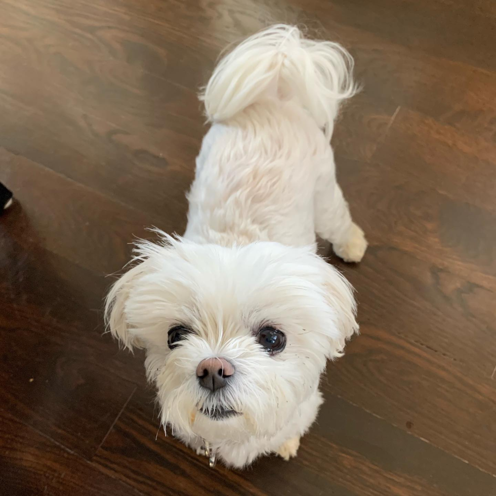 Smart Havanese Pup in New Albany OH