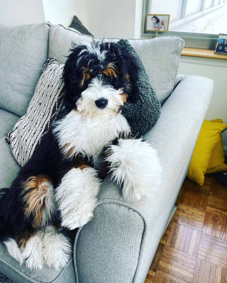 Sweet Mini Bernedoodle Pup in Jersey City NJ