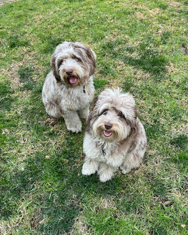 Playful Aussiepoo Poodle Mix Pup