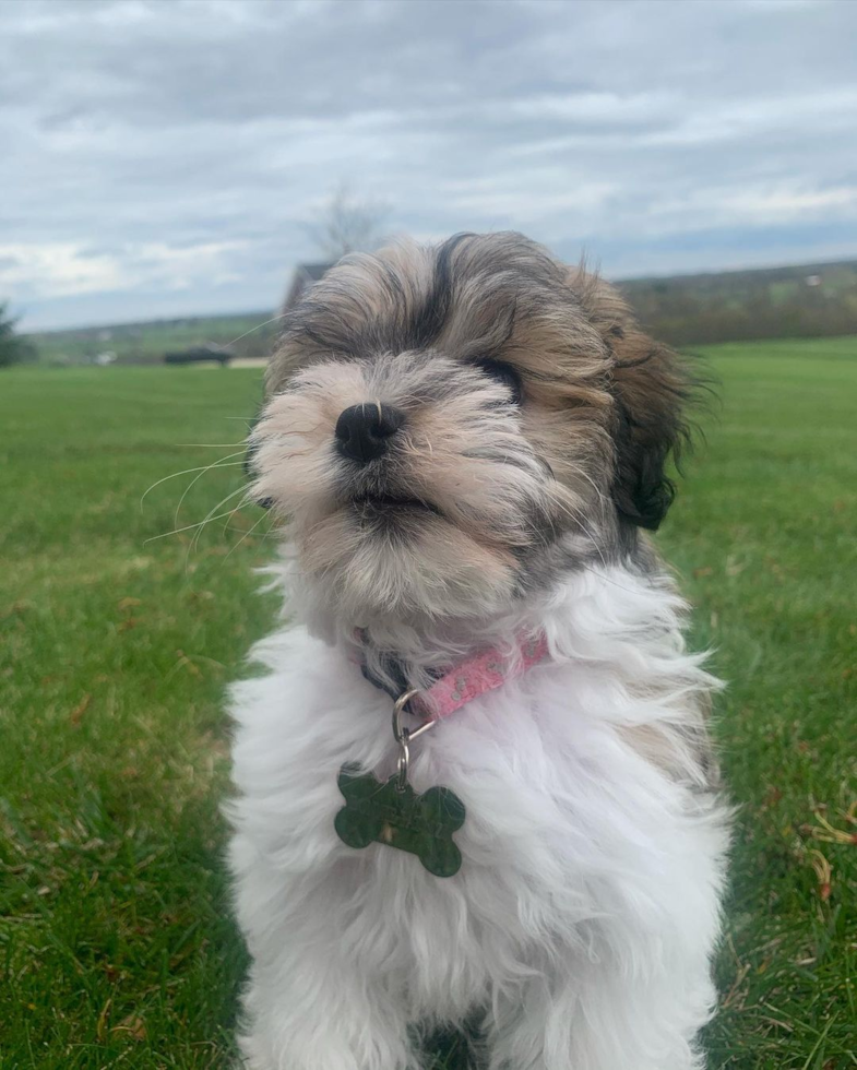 Fluffy Havanese Purebred Pup