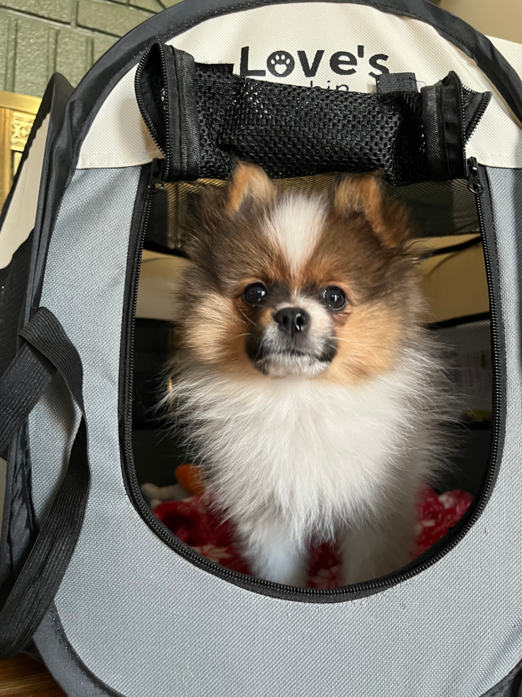 Friendly Pomeranian Pup