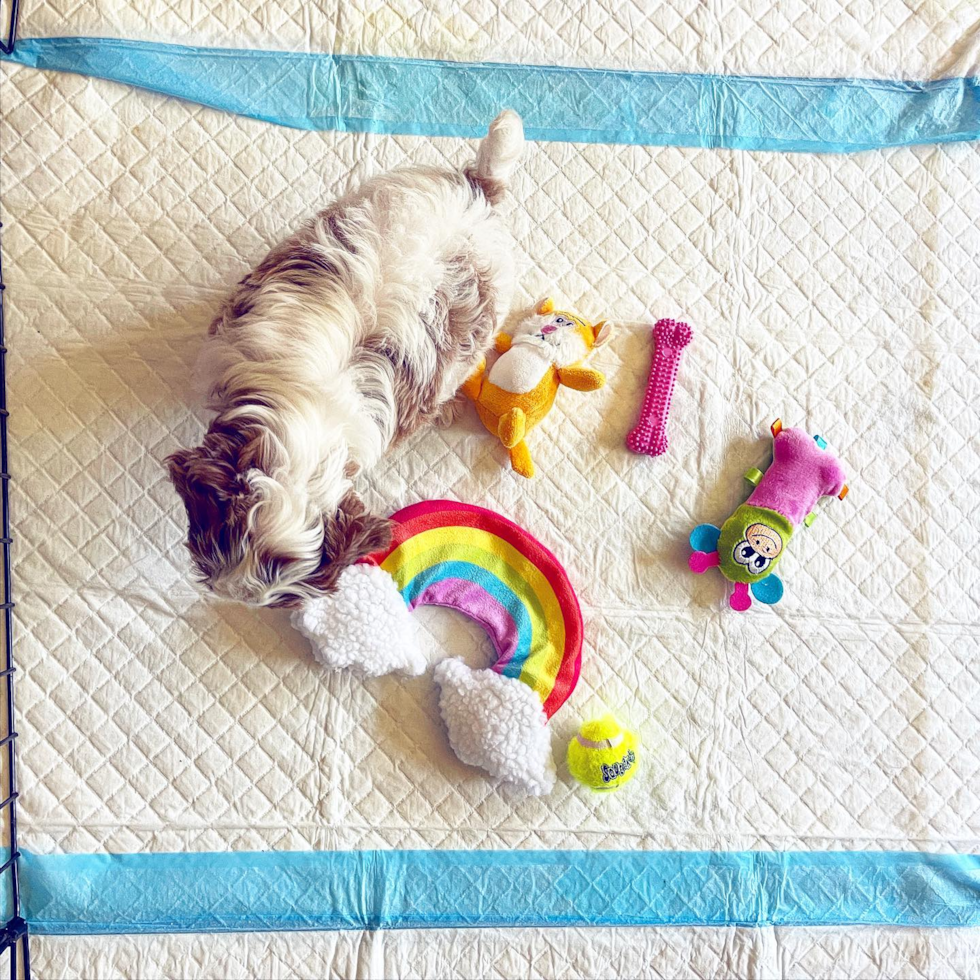 Santa Rosa Cavapoo Pup