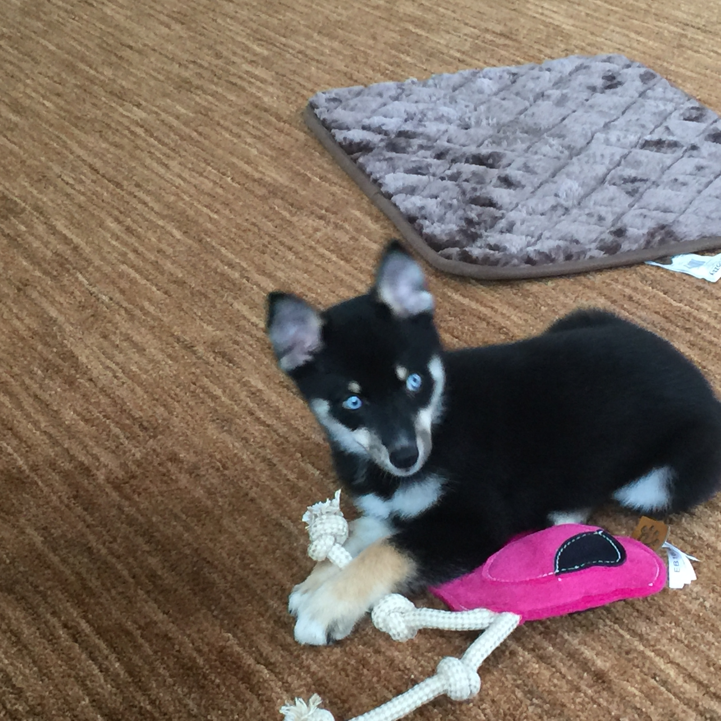 Little Mini Husky Designer Puppy