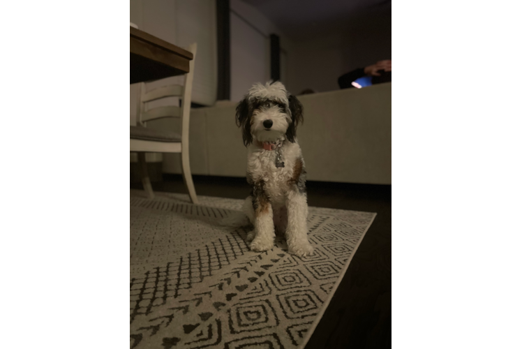 Best Mini Sheepadoodle Baby